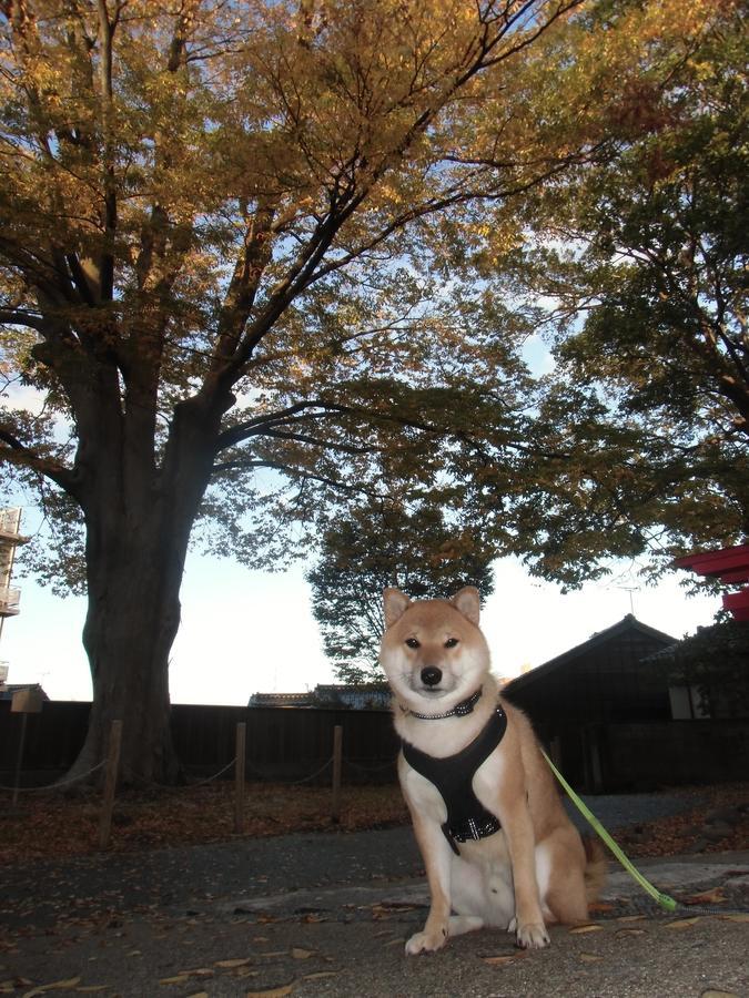 Kanazawa Share House Gaooo Exterior foto